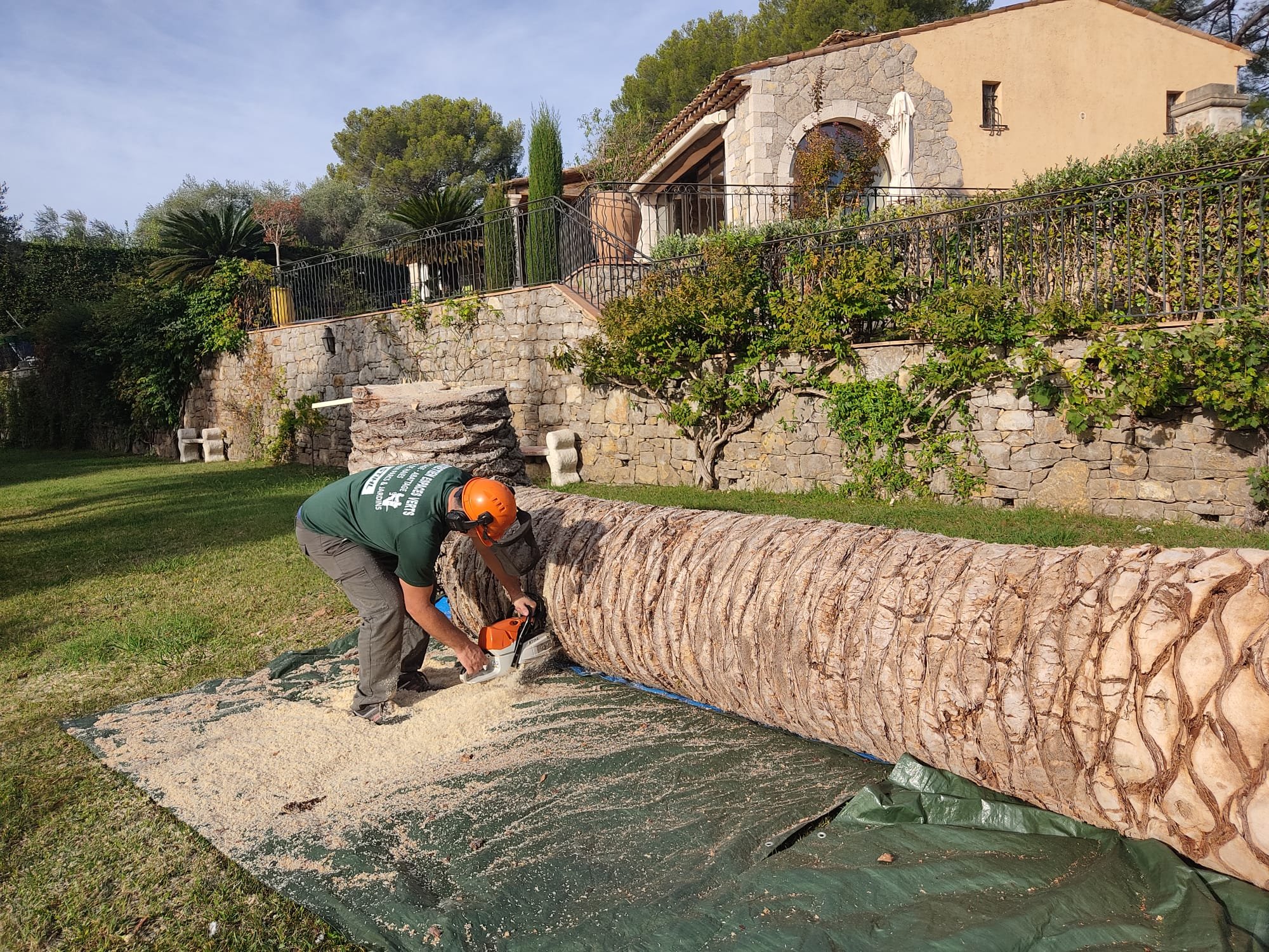 Abattage de palmier à la villa