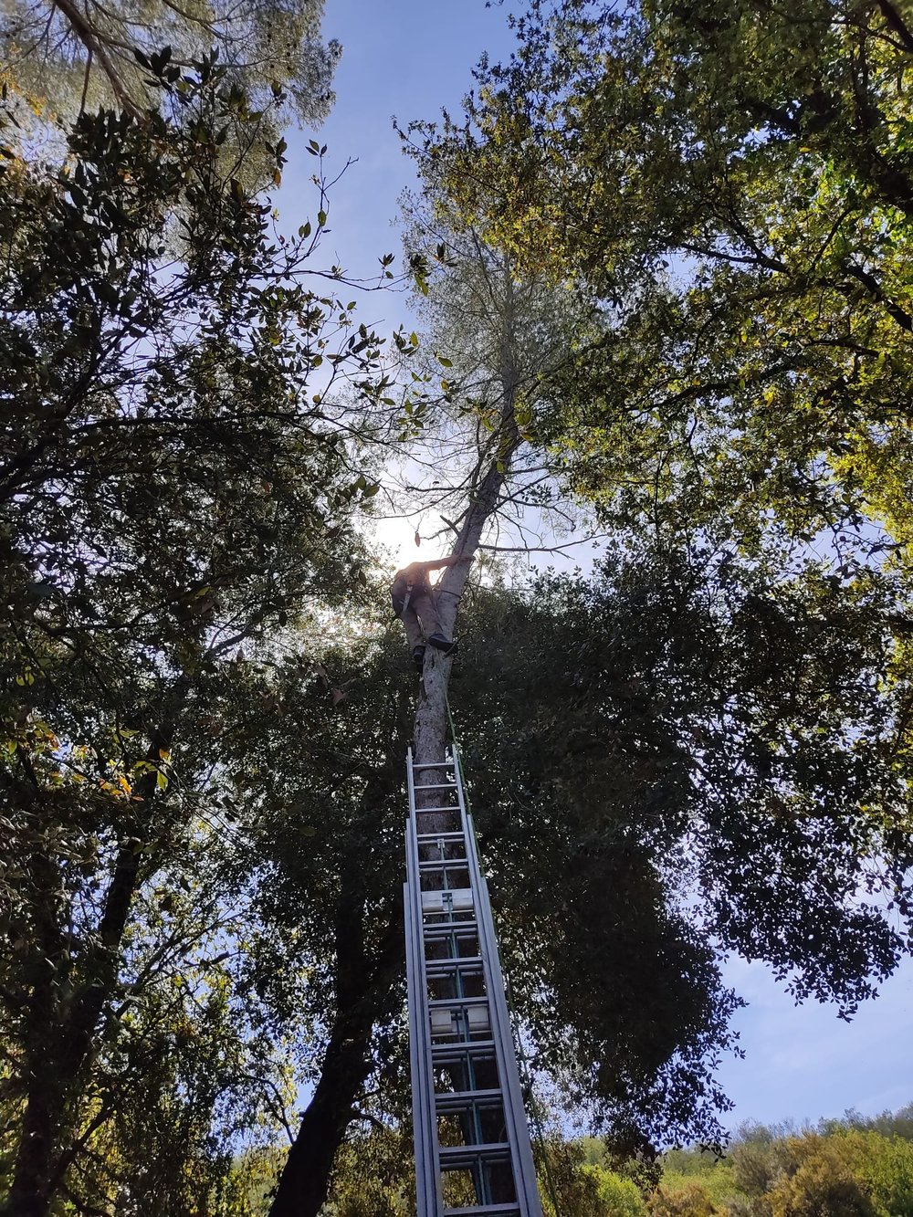Arboriste grimpeur en hauteur dans la canopée