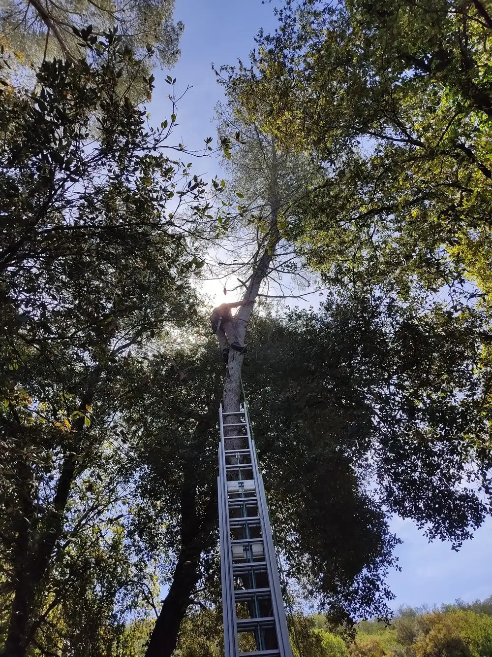 Élagage arbre Alpes-Maritimes